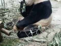 -成都大熊猫繁育研究基地