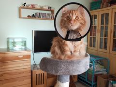 -喜多萌中农锦绣动物医院24H·猫科·牙科MRI·CT
