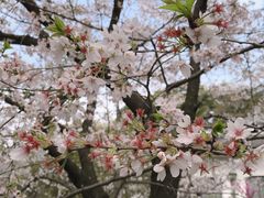 -武汉大学-樱园