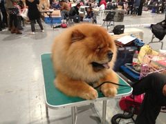 松狮-东浩兰生上海世博展览馆