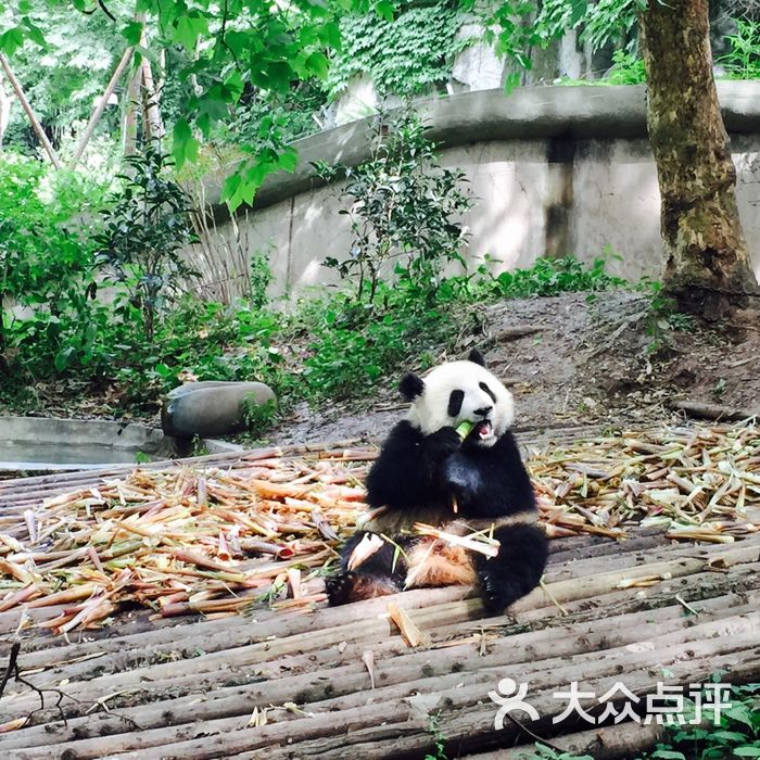 大熊貓繁育研究基地圖片-北京動物園-大眾點評網