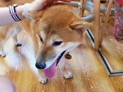 -柴犬高等学院·狗咖·柴犬售卖·宠物训练