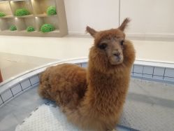 -Moni星球萌宠·小马宝莉·灵蛇·高端高阶全萌宠互动体验俱乐部(红豆国际广场店)