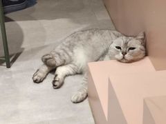 -猫儿山۰猫主题餐厅