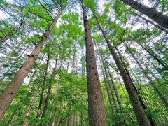-洛阳白云山景区