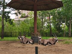 -大连森林动物园