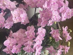 -金科花卉市场