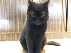 -more than meow吴止猫主题餐厅(承德 中船汇店)