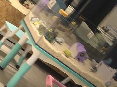 -怪兽屋·羊驼·猫咖·狗咖(俊华广场店)