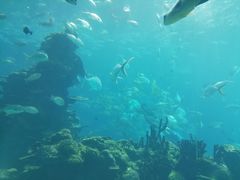 -海棠湾洲际-涛·海底餐厅·美人鱼·自助餐·海底隧道