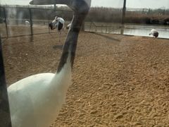 -盐城丹顶鹤湿地生态旅游区