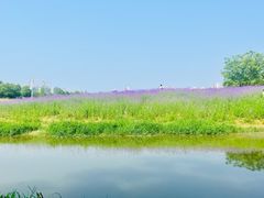 -洋湖国家湿地公园