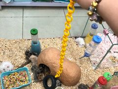 -钓仓鼠(洋桥北里小区店)