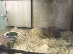 -佩兹宠物医院肿瘤专科·眼科·牙科(黄浦店)