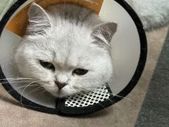 -瑞派蒂凯宠物医院·免疫点·宠保定点