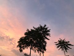 -好彩猪肚鸡(正弘城店)