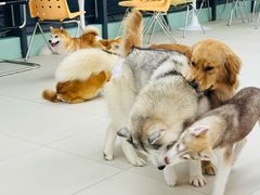-怪兽屋·羊驼·猫咖·狗咖(俊华广场店)