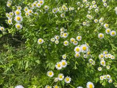 -两河城市森林公园