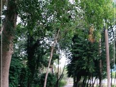 -南宁良凤江国家森林公园