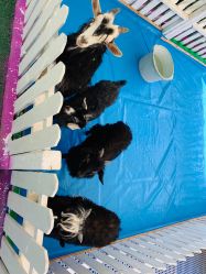 -萌宠亲子动物乐园(槐房万达店)