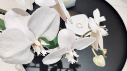 -纯粹医美