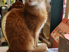 -猫小院猫主题餐厅(南锣旗舰店)