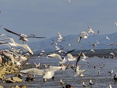 -深圳湾公园(南山区)