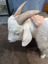 -Zoolung Zoolung动物主题公园(海信广场店)