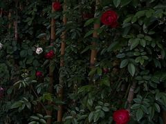 -人民公园(罗湖区)