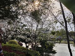 -江心屿景区