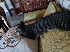 -瑞鹏宠物医院犬猫全科(真大分院)