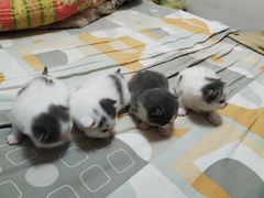 -瑞派名望24h动物医院异宠专科·猫专科·骨科·重症监护分院
