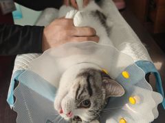 -纳吉亚猫专科动物医院博雅分院