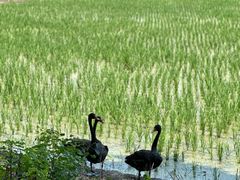 -长兴太湖图影湿地文化园