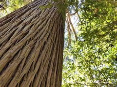 -天目山大树王景区