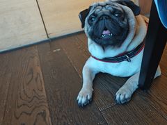 -西安浐灞艾美酒店·汉江餐厅·火锅