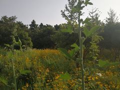 -洨河生态公园