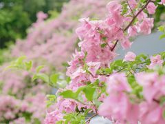-深圳市中科院仙湖植物园