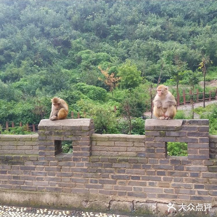 五龙口的猴子太可爱了