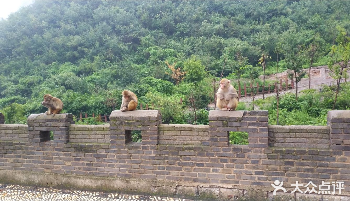 五龙口的猴子太可爱了