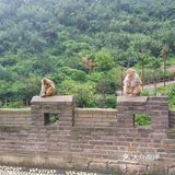 五龙口的猴子太可爱了