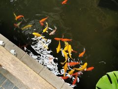 -南宫五洲植物乐园