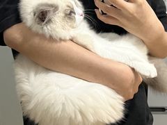 -lincat·猫舍(广州店)