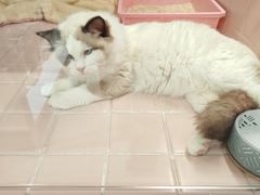 -FAELING PETS美天灵宠物(富力广场店)