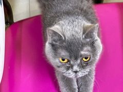 -猫咪咖啡店(新城大街店)