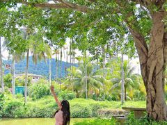 -兴隆槟榔园休闲农庄