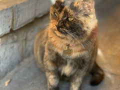 -鸡鸣赐茶(鸡鸣寺路店)