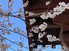 -少华山国家森林公园