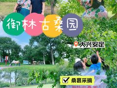 -御林古桑园