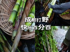 -龙苍沟森林公园